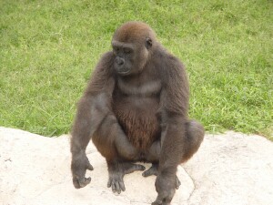 Harambe - Western Lowland Gorilla