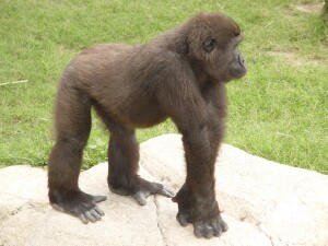 Harambe - Western Lowland Gorilla