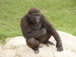 Harambe - Western Lowland Gorilla