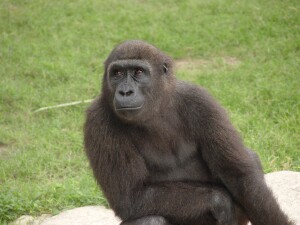 Harambe - Western Lowland Gorilla