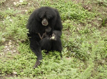 Siamang - Gibbon