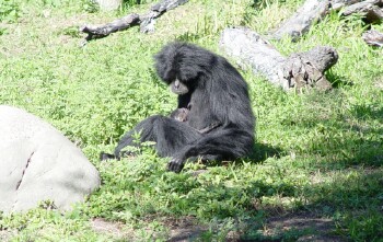 Siamang - Gibbon