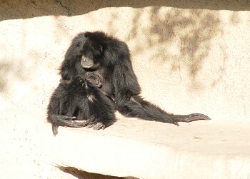 Siamang - Gibbon