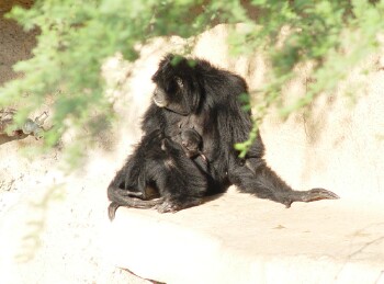 Siamang - Gibbon