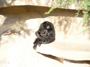 Siamang - Gibbon