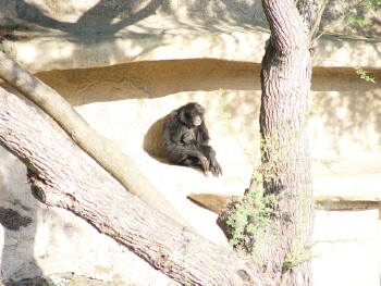 Siamang - Gibbon