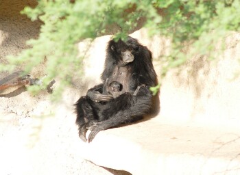 Siamang - Gibbon