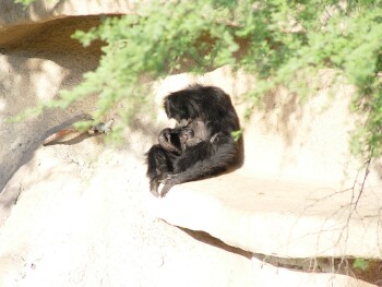 Siamang - Gibbon