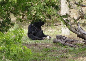 Siamang - Gibbon