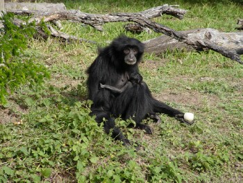 Siamang - Gibbon