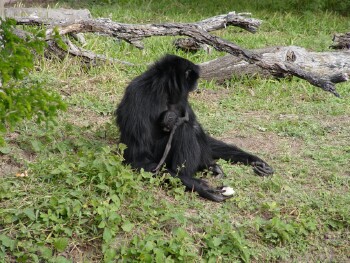 Siamang - Gibbon