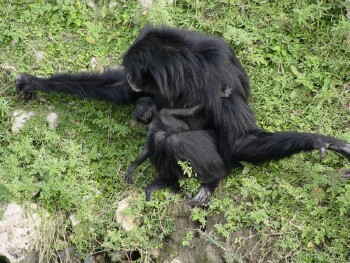 Siamang - Gibbon