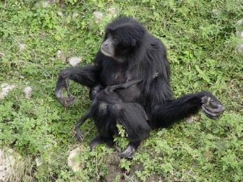 Siamang - Gibbon