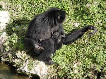 Siamang - Gibbon