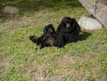 Siamang - Gibbon