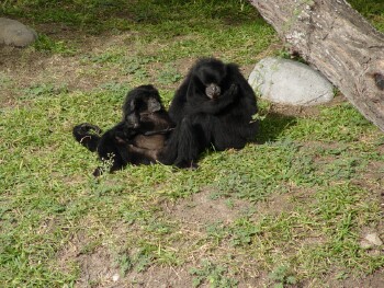 Siamang - Gibbon