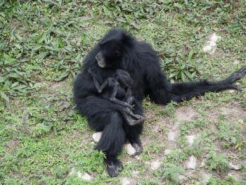 Siamang - Gibbon