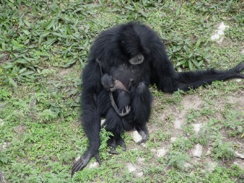 Siamang - Gibbon