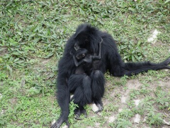 Siamang - Gibbon