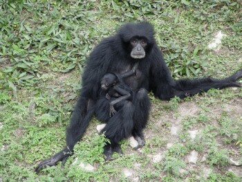 Siamang - Gibbon